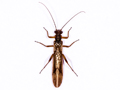 Nemoura cinerea